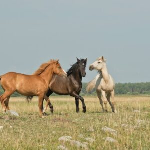 three horses on green ground