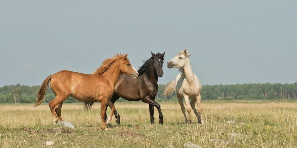 three horses on green ground